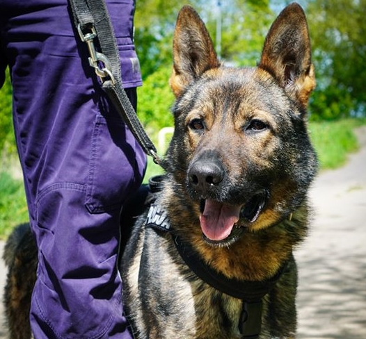 Jak zostać przewodnikiem psa w policji?
